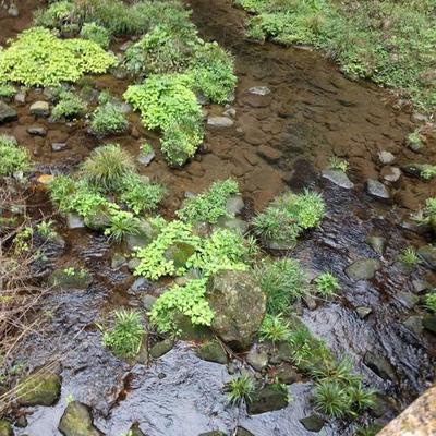 藻荇