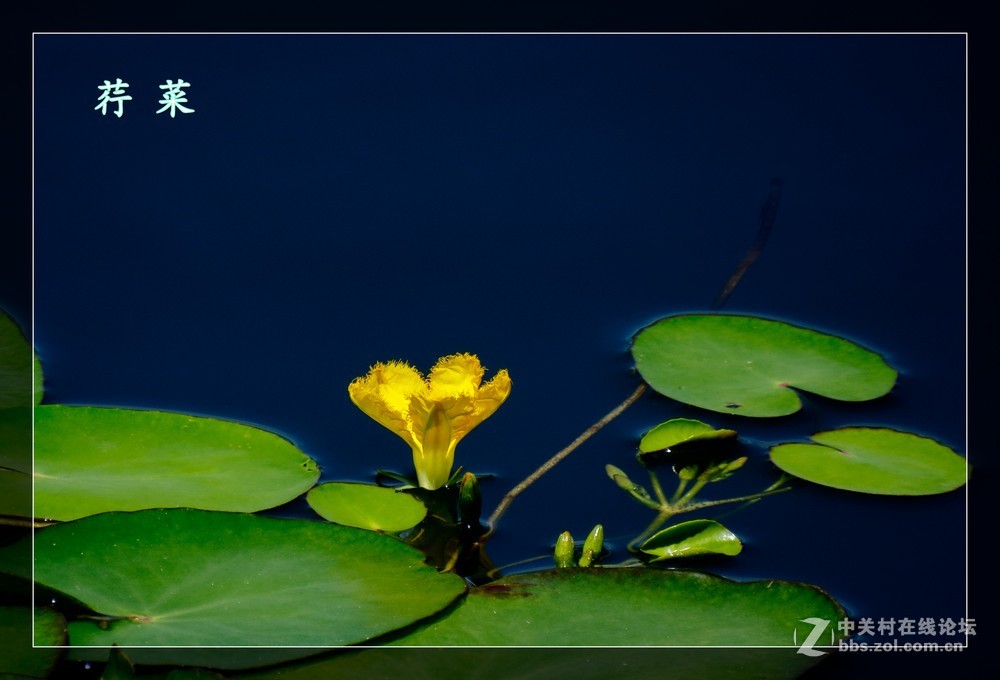 荇 菜
